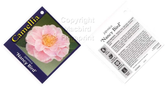 Picture of CAMELLIA NANCY BIRD                                                                                                                                   