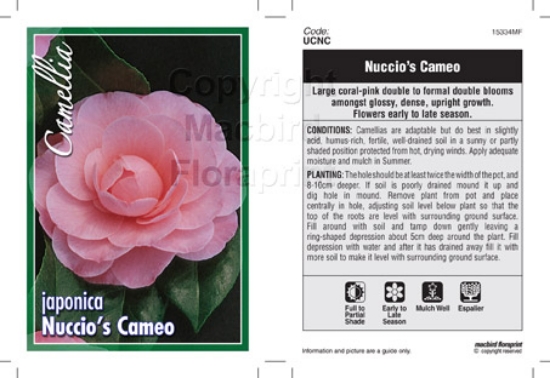 Picture of CAMELLIA NUCCIOS CAMEO                                                                                                                                
