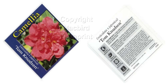Picture of CAMELLIA TOM KNUDSEN                                                                                                                                  