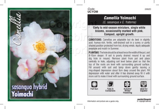 Picture of CAMELLIA YOIMACHI                                                                                                                                     