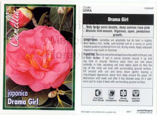 Picture of CAMELLIA DRAMA GIRL                                                                                                                                   