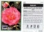 Picture of CAMELLIA DRAMA GIRL                                                                                                                                   