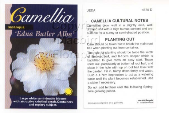 Picture of CAMELLIA EDNA BUTLER ALBA                                                                                                                             