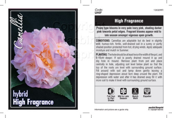 Picture of CAMELLIA HIGH FRAGRANCE                                                                                                                               