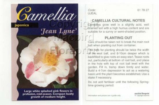 Picture of CAMELLIA JEAN LYNE                                                                                                                                    