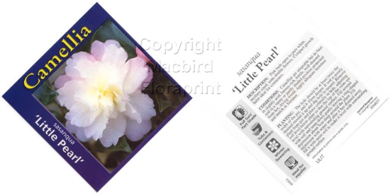 Picture of CAMELLIA LITTLE PEARL                                                                                                                                 