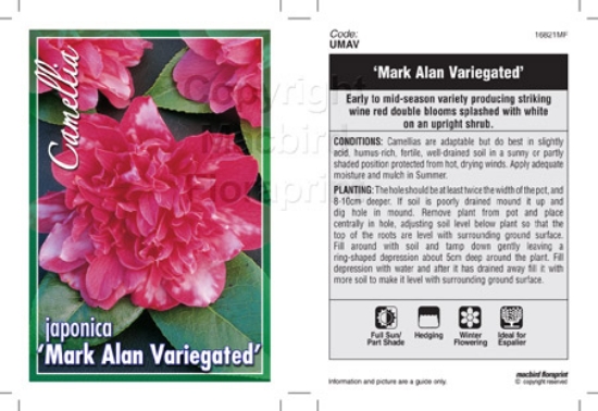 Picture of CAMELLIA MARK ALAN VARIEGATED                                                                                                                         