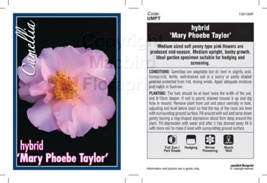 Picture of CAMELLIA MARY PHOEBE TAYLOR                                                                                                                           