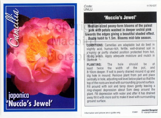 Picture of CAMELLIA NUCCIOS JEWEL                                                                                                                                