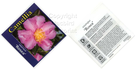 Picture of CAMELLIA ROSEA                                                                                                                                        