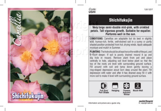 Picture of CAMELLIA SHICHIFUKUJIN                                                                                                                                