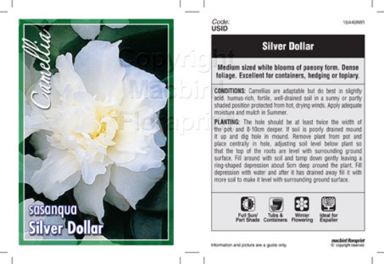 Picture of CAMELLIA SILVER DOLLAR                                                                                                                                