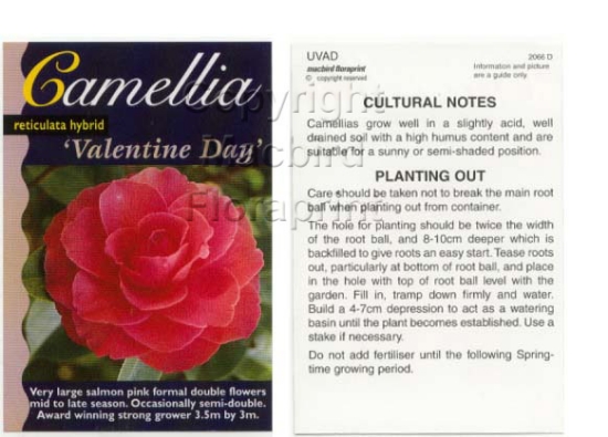 Picture of CAMELLIA VALENTINE DAY                                                                                                                                