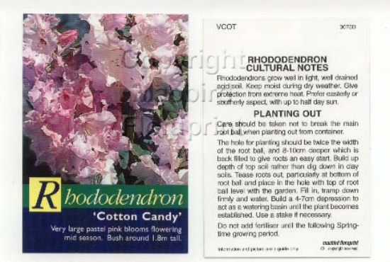 Picture of RHODODENDRON COTTON CANDY                                                                                                                             