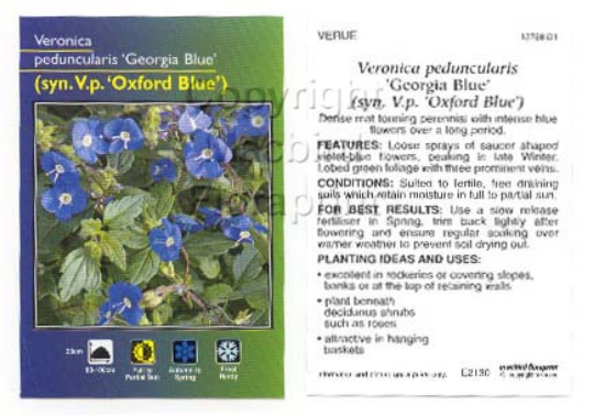Picture of VERONICA PEDUNCULARIS GEORGIA BLUE SYN OXFORD BLUE                                                                                                    