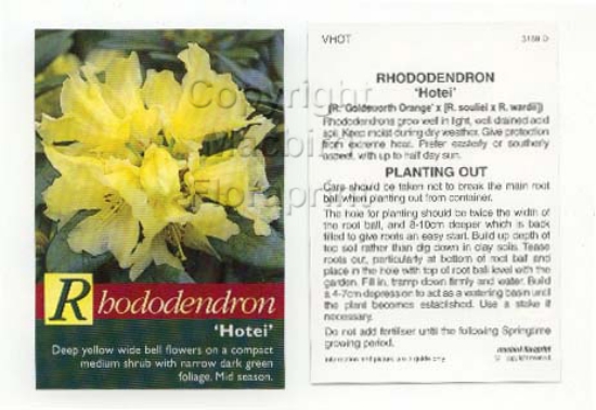 Picture of RHODODENDRON HOTEI                                                                                                                                    