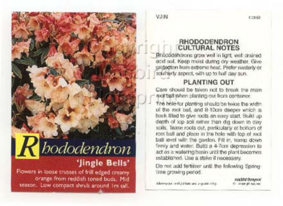 Picture of RHODODENDRON JINGLE BELLS                                                                                                                             