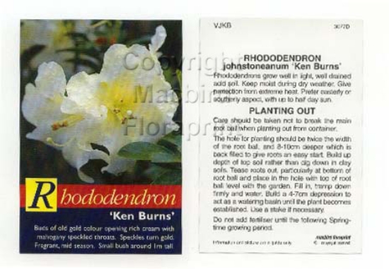 Picture of RHODODENDRON KEN BURNS                                                                                                                                