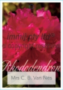 Picture of RHODODENDRON MRS C B VAN NES                                                                                                                          