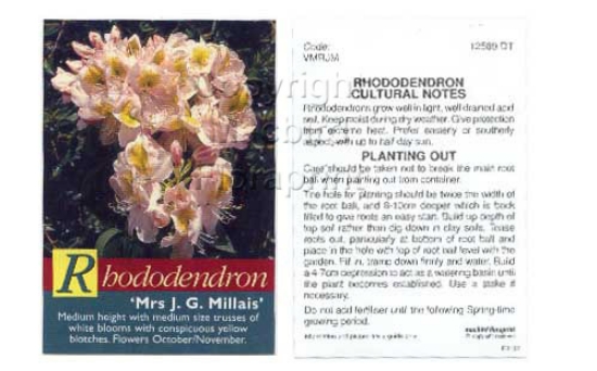 Picture of RHODODENDRON MRS J G MILLAIS                                                                                                                          
