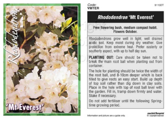 Picture of RHODODENDRON MT EVEREST                                                                                                                               