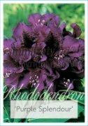 Picture of RHODODENDRON PURPLE SPLENDOUR                                                                                                                         