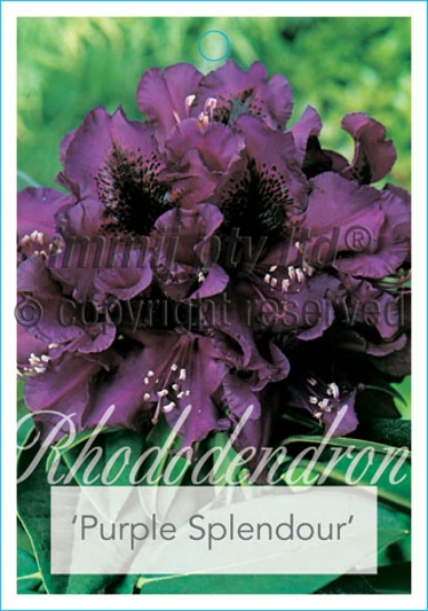 Picture of RHODODENDRON PURPLE SPLENDOUR                                                                                                                         