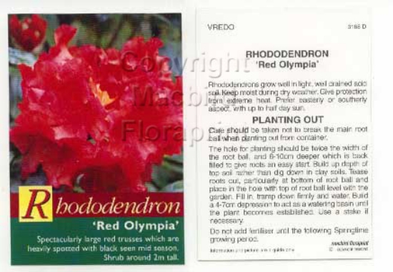 Picture of RHODODENDRON RED OLYMPIA                                                                                                                              