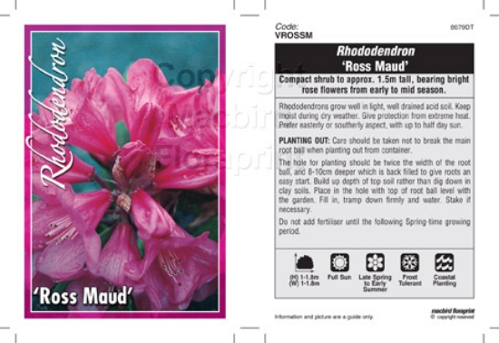 Picture of RHODODENDRON ROSS MAUD                                                                                                                                