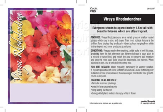 Picture of RHODODENDRON VIREYA - MIXED PICTURE (UNNAMED                                                                                                          