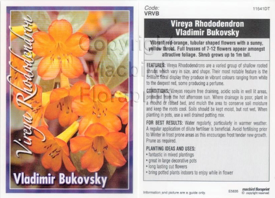 Picture of RHODODENDRON VIREYA VLADIMIR BUKOVSKY                                                                                                                 