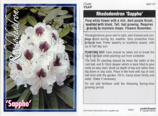 Picture of RHODODENDRON SAPPHO                                                                                                                                   