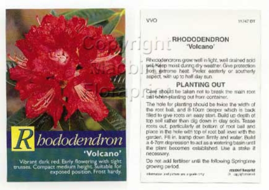 Picture of RHODODENDRON VOLCANO                                                                                                                                  