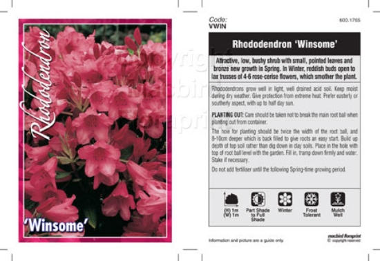 Picture of RHODODENDRON WINSOME                                                                                                                                  