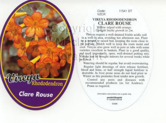 Picture of RHODODENDRON VIREYA CLARE ROUSE                                                                                                                       