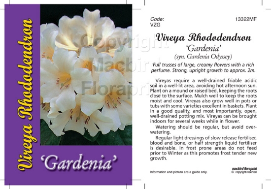 Picture of RHODODENDRON VIREYA GARDENIA                                                                                                                          