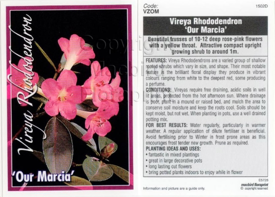 Picture of RHODODENDRON VIREYA OUR MARCIA                                                                                                                        