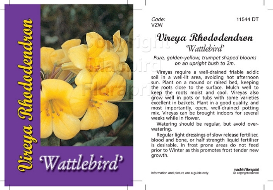 Picture of RHODODENDRON VIREYA WATTLEBIRD                                                                                                                        