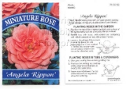 Picture of ROSE MINI ANGELA RIPPON                                                                                                                               