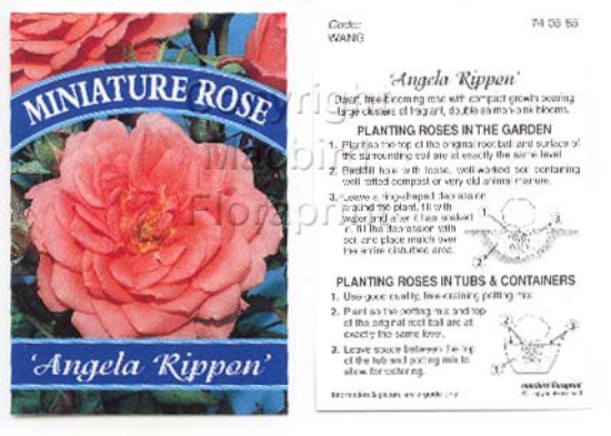 Picture of ROSE MINI ANGELA RIPPON                                                                                                                               