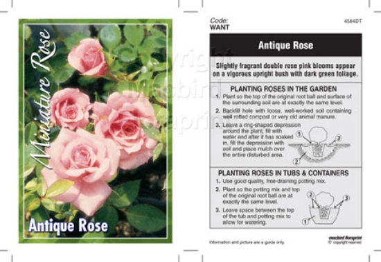 Picture of ROSE MINI ANTIQUE ROSE                                                                                                                                