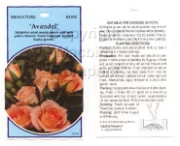 Picture of ROSE MINI AVANDEL                                                                                                                                     