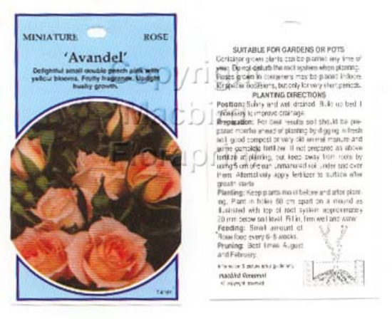 Picture of ROSE MINI AVANDEL                                                                                                                                     