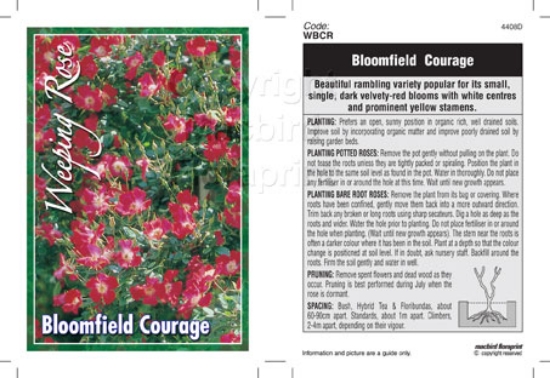 Picture of ROSE BLOOMFIELD COURAGE (WEEPING)                                                                                                                     