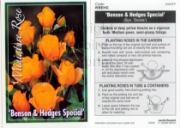 Picture of ROSE MINI BENSON &amp; HEDGES SPECIAL                                                                                                                 