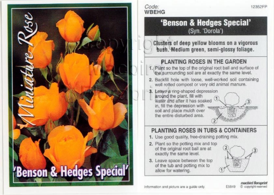 Picture of ROSE MINI BENSON &amp; HEDGES SPECIAL                                                                                                                 