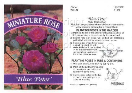 Picture of ROSE MINI BLUE PETER                                                                                                                                  