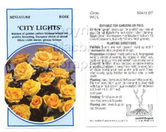 Picture of ROSE MINI CITY LIGHTS                                                                                                                                 
