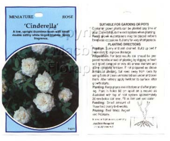 Picture of ROSE MINI CINDERELLA                                                                                                                                  