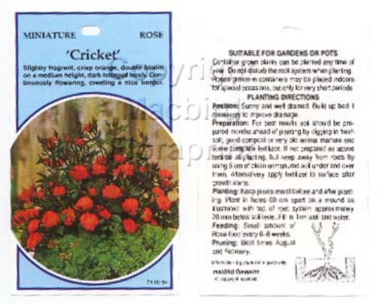 Picture of ROSE MINI CRICKET                                                                                                                                     